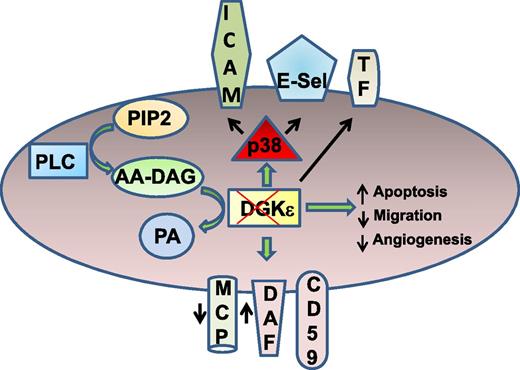 Disrupting DGKε in endothelial cells (ECs) leads to prothrombotic phenotype without complement activation. After receptor activation, phospholipase C (PLC) mediates hydrolysis of phosphatidylinositol-4,5-bisphosphate (PIP2) to DAG. Arachidonic acid–containing DAG is catalyzed to PA by DGKε. Disruption of DGKε increases p38 activation and surface expression of intercellular adhesion molecule-1 (ICAM-1), E-selectin (E-Sel), and tissue factor (TF). Loss of DGKε also increases endothelial apoptosis, impairing migration and angiogenic response. DGKε depletion decreases the surface expression of membrane cofactor protein (MCP), increases the expression of decay accelerating factor (DAF), and does not alter the level of CD59. Despite these changes, complement C3b deposition was not altered in DGKε-deleted cells.