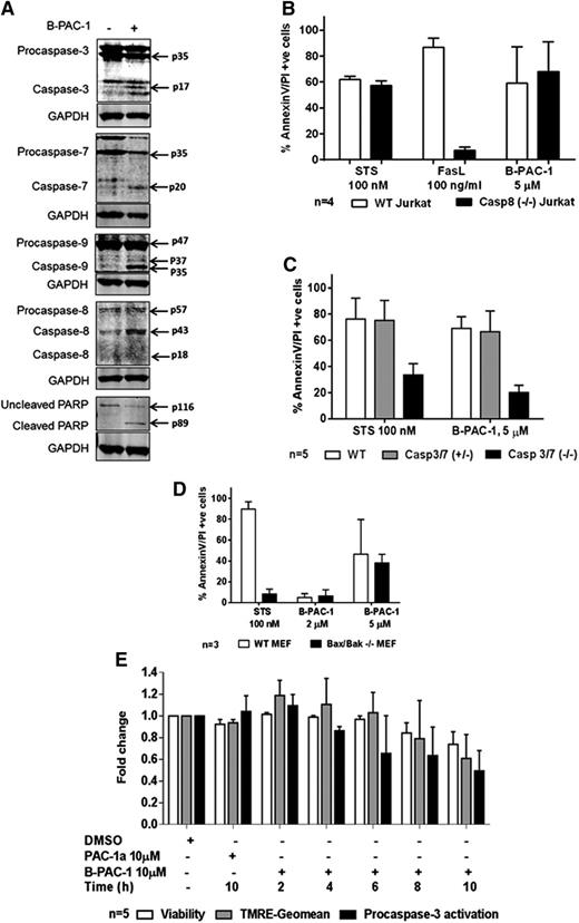 Figure 5. Effect of B-PAC-1 on procaspase activation and role of caspases in B-APC-1–mediated apoptosis in CLL lymphocytes. Representative immunoblots of executioner procaspase-3 and -7, initiator procaspase-8 and -9, and downstream target PARP protein before and 24 hours after B-PAC-1 treatment (A); quantitation of several immunoblots for these caspases are included as supplemental Figures 2-7. Effect of 24-hour treatment of B-PAC-1 on apoptosis in WT or caspase-8–deficient Jurkat cells (B), in WT, single allele caspase-3 and -7, or caspase-3 and -7 double knockout MEFs (C), and in WT or Bax and Bak double knockout MEF (D). Apoptosis was measured by Annexin V/PI staining assay and unstained cells were considered viable cells; time-matched DMSO-treated cells served as control. Temporal relationship of B-PAC-1–induced reduction in viability (measured by AnnexinV/PI− cells), reduction in mitochondrial outer membrane staining (measured by TMRE staining), and reduction in procaspase-3 protein expression (cleavage in procaspase-3 protein expression measured by immunoblots), after 2 hours to 10 hours of incubation with 10 µM B-PAC-1 (E). Staurosporine, FasL, and PAC-1a were used as positive or negative controls. FasL, Fas ligand; Geomean, geometric mean; STS, Staurosporine.