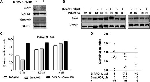 Figure 7. Mechanism-based combination of B-PAC-1. Effect of B-PAC-1 treatment on IAP expression (A). CLL lymphocytes were treated with or without 10 µM B-PAC-1 for 24 hours and cIAP1 and survivin protein levels were analyzed. Effect of B-PAC-1 treatment on Smac protein expression (B). CLL cells were treated with or without 10 µM B-PAC-1 for 24 hours, and smac protein was immunoblotted. Quantitation of IAP family proteins and smac protein are shown as supplemental Figures 10-11, respectively. Mechanistic combination of B-PAC-1 and Smac-mimetic (Smac066) (C-D). CLL lymphocytes were incubated with B-PAC-1, Smac066, or a combination of both at indicated concentrations for 24 hours. Apoptosis was measured by Annexin V/PI staining assay; time-matched DMSO-treated cells served as control. Data from one patient are shown in panel C. Combination index of B-PAC-1 and Smac066 in 10 patient samples are plotted (D). CLL cells were incubated with indicated concentrations of each drug and their combination for 24 hours, and combination index using the percentage of apoptosis was calculated. CI, combination index (a CI of <1 indicates synergy; calculated using CompuSyn computer software).