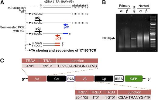 Figure 1. Identification and retroviral expression of an FVIII-2191-2220–specific TCR in primary CD4 T cells. (A) Scheme of FVIII-2191-2220–specific TCR cloning from a hemophilia A subject’s T-cell clone. The cloning procedure is described in “Methods.” Briefly, to amplify TCR cDNA from the clone, poly C oligonucleotide was linked onto the 3′ terminus of total cDNAs by terminal deoxynucleotidyl transferase. The variable region was amplified using seminested PCR with a poly GI primer and 2 reverse primers (pC1 and pC2) corresponding to 2 different 5′ upstream coding regions of the α and β chain constant regions. (B) Amplification of V regions of the 17195TCR using seminested PCR. Primary amplification and nested amplification were carried out with pC1 and pC2 (A). PGI was commonly used as the forward primer for the primary and nested PCR step. Bold arrows indicate the predicted sizes of the amplified Vα and Vβ PCR products. (C) Retroviral expression construct of the FVIII-2191-2220–specific TCR (17195TCR). To build the FVIII-2191-2220–specific TCR, the variable regions (Vα and Vβ) from the FVIII-2191-2220–specific T-effector clone were combined with human constant regions (Cα and Cβ) extracted from the NCBI database. To produce the individual α and β TCR chains from a single transcript, a P2A cleavage peptide was inserted between the α and β chain sequences. Expression of the GFP reporter is controlled by IRES, which is located downstream of the TCR construct.