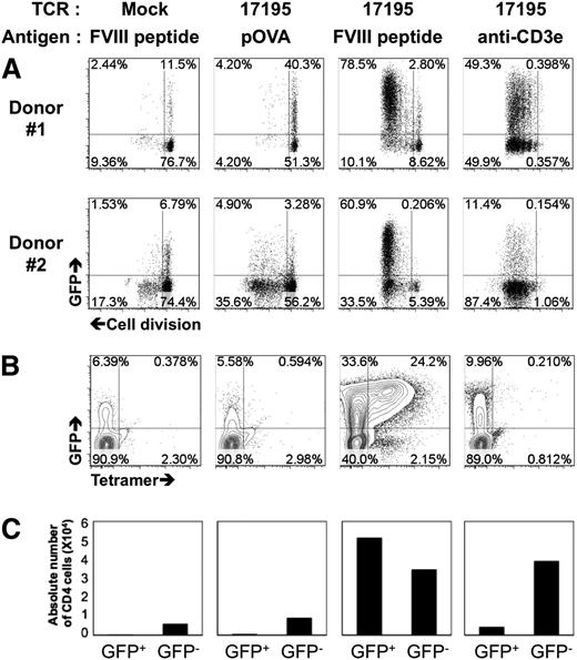 Figure 2. Activation of 17195 T effectors by FVIII-2191-2220. (A) Proliferation of 17195TCR-transduced CD4 T cells with FVIII-2191-2220. Prestimulated primary CD4 T cells were transduced with 17195TCR or with a mock vector and maintained for 10 days in culture media supplemented with IL-2. For proliferation assays, cells were labeled with cell proliferation dye (eFluor 450) and then reactivated with irradiated DR1-PBMCs plus peptide FVIII-2191-2220 (0.5 μg/mL), pOVA (0.5 μg/mL), or anti-CD3ε antibody (0.5 μg/mL) for 4 days. Cell proliferation was measured by flow cytometry using a standard dye dilution assay. Representative results are shown for CD4 cells from 2 different donors that were transduced with 17195TCR. (B) Staining of transduced, expanded GFP+ 17195 T effectors shown in A using PE-labeled DR1 tetramers loaded with FVIII-2191-2220. (C) Proliferation of GFP− and GFP+ T cell effectors stimulated with OVA peptide, FVIII-2191-2220, or anti-CD3ε antibody. Transduced T effectors (2 × 106 per well) were stimulated using irradiated DR1-APCs (Responder:Stimulator = 1:5) as in A. After culturing for 10 days, the cells were harvested, and viable GFP− and GFP+ CD4 cells were counted using flow cytometry.