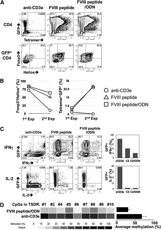 Figure 4. Optimized ex vivo expansion of 17195TCR-Tregs with FVIII-2191-2220 plus oligodeoxynucleotides. (A) FVIII-2191-2220–specific enrichment of transduced Foxp3+Helios+ Tregs via long-term expansion. After a second round of expansion (described in supplemental Figure 2), the CD4 T cells were stained using DR1 tetramers loaded with FVIII-2191-2220 (top contour plots). Expression of Foxp3 and Helios in the gated CD4+GFP+ population were also evaluated by intracellular staining (bottom contour plots). (B) Comparison of FVIII-2191-2220 specificity and Fox3+Helios+ phenotypes of short-term and long-term expanded 17195TCR-Tregs. First-round expanded (Exp) cells (1st Exp) were harvested 8 days after viral transduction, and second-round expanded cells (2nd Exp) were harvested 16 days after transduction. FVIII-2191-2220 specificity was determined by measuring the increase of tetramer+CD4+ cells as in A (right line graph). The Foxp3 and Helios expression levels were measured by intracellular staining, and the Foxp3+Helios+ cell count was obtained by gating of the GFP+CD4+ population (left line graph). Representative data from 1 of 2 experiments are shown. (C) Plasticity of long-term expanded 17195TCR-Tregs and Treg phenotype stability induced by antigen. Second-round expanded 17195TCR-transduced Tregs were rested for 3 days of culture without IL-2 and then restimulated for 4 hours with phorbol myristate acetate and ionomycin in the presence of Golgi-block reagent. Intracellular IFNγ (top contour plots) and IL-2 (bottom contour plots) levels were measured by FACs analysis. The bar graphs on the right indicate the relative expression levels of IFNγ (top graph) and IL-2 (bottom graph) in GFP+CD4+ cells from each treated group. (D) DNA methylation of TSDR in long-term expanded 17195TCR Tregs with FVIII-2191-2220 plus ODN. To analyze DNA methylation in the TSDR, mock-transduced and 17195TCR-transduced Tregs were expanded with anti-CD3ε antibody or FVIII-2191-2220 in the presence of ODN, as in A. TSDR is an unmethylated CpG-enriched region within the Foxp3 genome of natural Treg. Heat map analysis indicated the methylation status of 9 of the total 11 CpGs. The histogram summarizes the mean percent methylation of 9 TSDR CpGs in 17195TCR-transduced Tregs produced by FVIII 2191-2220/ODN stimulation vs Tregs produced by anti-CD3ε antibody stimulation.