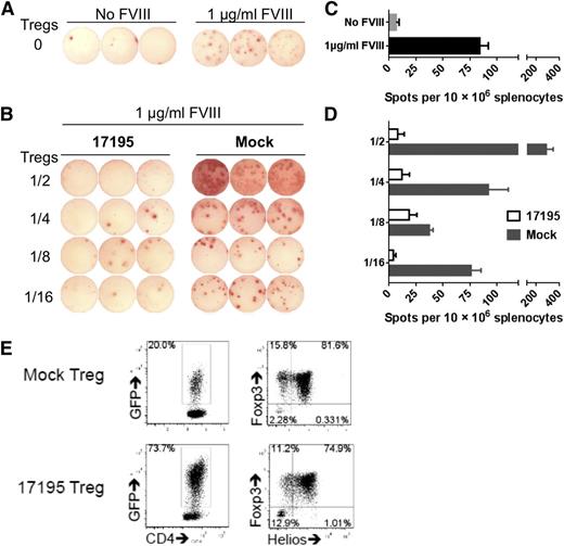 Figure 6. In vitro suppression of anti-FVIII antibody production by engineered FVIII-specific human Tregs. Pooled splenocytes from 2 immunized DR1/E16-FVIII-KO mice were used as B-cell responders. In a T25 flask, 1 × 107 splenocytes were cocultured with 17195TCR-transduced or mock-transduced Tregs at different ratios in the absence/presence of 1 µg/mL rFVIII. After 6 days in culture, FVIII-specific ASCs were detected using an ELISPOT assay as described in “Methods.” (A) FVIII-specific ASCs detected in splenocyte cultures that contained no TCR- or mock-transduced Tregs. (B) FVIII-specific ASCs detected in splenocytes cocultured with various ratios of 17195TCR-transduced or mock-transduced Tregs. Coculture with 17195TCR-Tregs profoundly inhibited anti-FVIII ASC formation, even with responder to suppressor ratios as low as 1:0.0625 (1/16). The histograms in C and D summarize the ELISPOT data in A and B, respectively. Data are presented as mean ± standard error of the mean. (E) The quality of the Tregs used in these experiments was evaluated by measuring their GFP expression (left) and the expression of Foxp3 and Helios in the GFP+ cells (right).