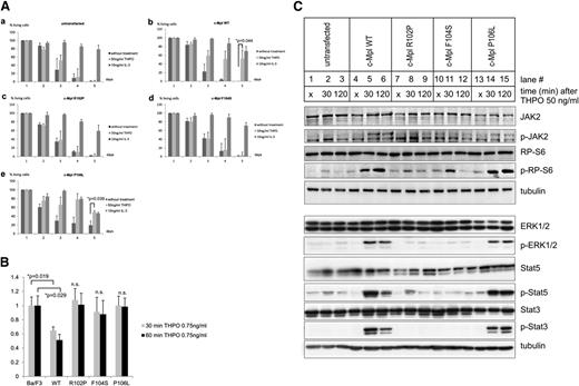 Figure 2. The P106L mutation leads to ligand-independent growth and survival with maintained responsiveness to THPO, but defective THPO clearance. (A) Cell viability assay is shown using 0.4% Trypan blue solution. Depicted in panel A are (a) untransfected Ba/F3 cells and (b) Ba/F3 cells stably transfected with c-Mpl WT, (c) c-Mpl R102P, (d) c-Mpl F104S, (e) c-Mpl P106L, with and without the indicated treatment, respectively. Cells in log growth were plated at a density of 1.5 × 106/well in 6-well plates in serum and IL-3-free Opti-MEM media and assayed for the number of viable cells on 5 subsequent days. Cells left untreated in Opti-MEM served as a negative control and cells stimulated with an additional 20 ng/mL IL-3 to the Opti-MEM media were used as a positive control for maximal growth. Directly after serum and IL-3 depletion, 50 ng/mL THPO was added to the indicated constructs. Results and standard deviations represent the median of 3 independent experiments. (B) THPO uptake analysis is shown from Ba/F3 cell culture supernatants. Cells in the log phase of growth were plated at a density of 2 × 106 in 6-well plates in phenol-red-free RPMI 1640 media with 10% fetal calf serum. Four hours later, the cells were treated with THPO at a final concentration of 0.75 ng/mL. Thirty and 60 minutes after treatment, supernatants were harvested and assayed using a THPO enzyme-linked immunosorbent assay as described in “Materials and methods.” The results show the mean ± standard deviation of 3 independent experiments. (C) Immunoblot analysis is shown of the untransfected and stably transfected Ba/F3-cells 6 hours after IL-3 depletion and addition of serum-free Opti-MEM with 1% P/S. JAK2, RP-S6, ERK1/2, STAT5, STAT3, phospho-JAK2, phospho-RP-S6, phospho-ERK1/2, phospho-STAT5, and phospho-STAT3 were detected using the respective primary antibody as described in “Materials and methods.” Unstimulated cells after 6 hours IL-3 depletion in serum and IL-3-free media (lanes 1, 4, 7, 10, 13, indicated with an “×”) were compared with cells that were first IL-3 depleted for 6 hours and harvested after 30 (lanes 2, 5, 8, 11, and 14) and 120 minutes (lanes 3, 6, 9, 12, and 15) after THPO (50 ng/mL) stimulation, respectively. Equal loading was controlled with an antibody directed against tubulin for each protein preparation. Results are representative of 3 independent experiments. n.s., nonsignificant.