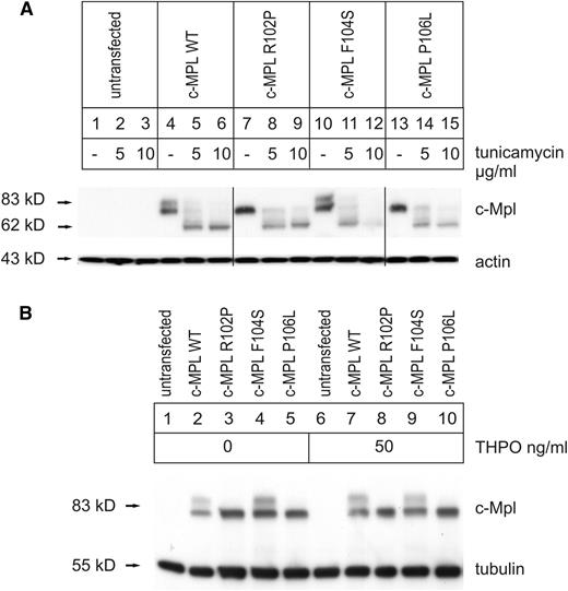 Figure 3. Glycosylation of c-Mpl WT and mutants. (A) Immunoblot analysis shown of transiently transfected HeLa cells that have been treated 24 hours before harvest with 5 µg/mL Tunicamycin (lanes 2, 5, 8, 11, and 14), 10 µg/mL Tunicamycin (lanes 3, 6, 9, 12, and 15), or without Tunicamycin (lanes 1, 4, 7, 10, and 13), respectively. Untransfected HeLa cells served as controls (lanes 1-3). The c-Mpl was detected using a primary antibody against c-Mpl. Equal loading was controlled by an antibody directed against actin. Separating lines indicate positions in the blot, whereas the order of lanes was changed using Adobe Photoshop Creative Suite 2 for better understanding (original order was: WT, 106, 102, and 104). (B) The analysis of THPO influence on c-Mpl glycosylation is shown. Immunoblot analysis of transiently transfected HeLa cells. Untransfected HeLa cells served as controls. THPO was added 6 hours before harvest at a concentration of 50 mg/mL (lanes 6-10). The c-Mpl was detected using a primary antibody against c-Mpl. Equal loading was controlled by an antibody directed against tubulin.