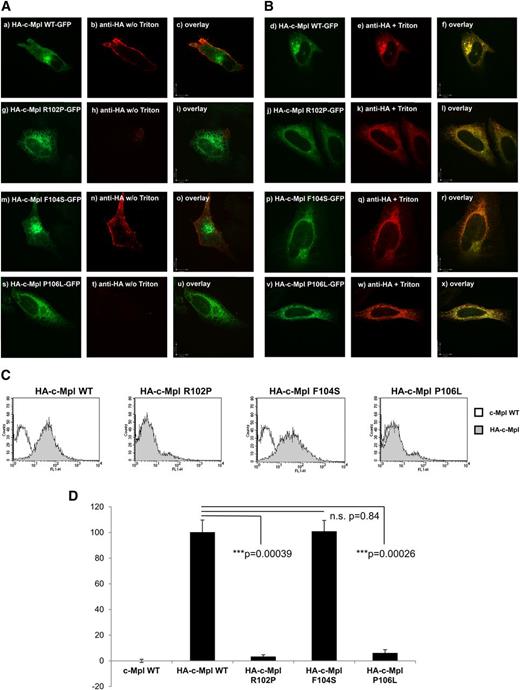 Figure 5. Cell surface localization of c-Mpl WT and mutants. (A-B) Representative confocal images of HeLa cells transiently transfected with (Aa-Ac, Bd-Bf) the HA-c-Mpl WT-GFP, (Ag-Ai, Bj-Bl) the HA-c-Mpl R102P-GFP, (Am-Ao, Bp-Br) the HA-c-Mpl F104S-GFP, and (As-Au, Bv-Bx) the HA-c-Mpl P106L-GFP receptor constructs, respectively. (A) An extracellular HA-tag introduced behind the secretory leader of the c-Mpl receptor 3′ of codon 26 was used to detect plasma membrane expression without Triton X-100 permeabilization (Ab, Ah, An, and At). (B) Cells permeabilized with 0.1% Triton X-100 served as a control for the accessibility of the HA-tag and the identical distribution of the constructs harboring the HA-tag (Be, Bk, Bq, and Bw). The HA-tag was visualized with a mouse anti-HA primary antibody and an anti-mouse secondary antibody linked to Alexa 568 as described in “Materials and methods.” Images were acquired using a Perkin Elmer spinning-disc confocal microscope with a ×100 Nikon oil immersion objective. Bars in the overlay pictures represent 10 µm. Cells depicted represent the subcellular distribution pattern seen in >90% of the transfected cells. (C-D) Fluorescent cell sorting of transiently transfected HeLa cells is shown. The c-Mpl WT, R102P, F104S, and P106L constructs harbored the HA-tag at the N-terminus behind the secretory leader. The mCherry plasmid was cotransfected as a control for transfection efficiency. After the harvest, cells were incubated with anti-HA primary antibody followed by secondary anti-mouse IgG conjugated to AlexaFluor 488. Cells transfected with c-Mpl WT served as negative controls. Cells were gated for positive mCherry signal and analyzed as described in “Materials and methods.” (D) Results and standard deviations represent the median of 3 independent experiments. For quantification, HA-c-Mpl WT surface expression was set as 1.0. n.s., nonsignificant.