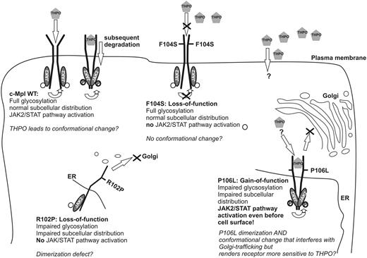 Figure 7. Working model. Proposed model of subcellular distribution, THPO-binding, dimerization, conformational change, and JAK2/signal transducer and activator of transcription of c-Mpl WT and R102P, F104S, and P106L mutants.
