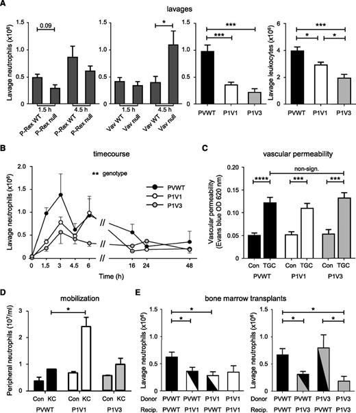 Figure 1. P-Rex and Vav family Rac-GEFs cooperate in peritoneal neutrophil recruitment. (A) Stronger impairment of neutrophil recruitment in P1V1 or P1V3 than P-Rex null or Vav null mice. Sterile peritonitis was induced with TGC, comparing GEF-deficient strains to wild-type mice of appropriate genetic background, and peritoneal lavages were performed after 1.5 hours, or 4.5 hours where indicated, and were analyzed for neutrophils or total leukocytes (right). Data are mean ± standard error of the mean (SEM) of 3 experiments with 5 to 16 mice/group; statistics Kruskal-Wallis test with Dunn’s multiple comparisons or Mann-Whitney U test between genotypes. (B) Time course. Sterile peritonitis was induced as mentioned earlier, except for different times. Data are mean ± SEM of n = 3 to 20 mice/time point and genotype; statistics 2-way analysis of variance (ANOVA) with Bonferroni multiple comparisons. (C) Normal vascular permeability. Evans Blue dye was IV injected 30 minutes before TGC or mock challenge, and peritoneal vascular permeability was assessed 1.5 hours after challenge. Data are mean ± SEM of 3 experiments with 5 to 23 mice/group; statistics unpaired Student t test between sham- and TGC-treated mice and 1-way ANOVA for genotypes. (D) Peripheral neutrophils and neutrophil mobilization. Mice were IV injected with 50 nM KC or were sham treated and neutrophil numbers in the circulation assessed after 1 hour. Data are mean ± SEM of n = 4 to 11 mice/genotype; statistics as in (B). (E) Bone marrow transplants. Mice were irradiated and their hematopoietic systems were reconstituted with donor bone marrow, as indicated, before TGC peritonitis was induced and neutrophil recruitment was determined, as in (A). Data are mean ± SEM of 3 experiments with 5 to 12 mice/group for P1V1 and with 4 to 11 mice/group for P1V3; statistics 1-way ANOVA.