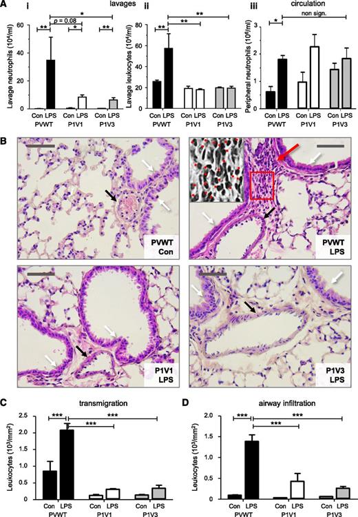 Figure 2. P-Rex and Vav are required for neutrophil recruitment to the acutely LPS-inflamed lung. (A) Reduced pulmonary neutrophil recruitment in P1V1 and P1V3 mice during LPS-induced acute lung inflammation. Mice were challenged intranasally with 200 μg/kg LPS or carrier (Con), and pulmonary recruitment of neutrophils (i) or total leukocytes (ii) were assessed after 4 hours by lung lavage, as were neutrophil numbers in peripheral blood (iii). Data are mean ± SEM of 3 experiments with 5 to 8 mice/group; statistics unpaired Student t test between sham and LPS treatment and Kruskal-Wallis test with Dunn’s multiple comparisons (i,ii) or 2-way ANOVA with Bonferroni multiple comparisons (iii) for genotypes. (B) Reduced LPS-induced neutrophil infiltration into lung tissue of P1V1 and P1V3 mice. H&E-stained mouse lung histology slides prepared after LPS challenge as in (A). Black arrows indicate blood vessels, white arrows airway walls, and the red arrow infiltrated neutrophils. Photographs represent 4 to 9 mice per group. The size bar represents 50 μm. The grey-scale insert in the PVWT/LPS panel is a ×2.5 magnification of the red frame. Neutrophils are identified by their characteristic donut- or horseshoe-shaped nuclei and are marked with dots. (C,D) Reduced leukocyte transmigration and airway infiltration in lung tissue of P1V1 and P1V3 mice. Leukocyte transmigration into lung tissue (C) and airway infiltration (D) in response to LPS challenge quantitated from histology slides, as in (B), as leukocytes within a radius of 50 μm of blood vessels or 50 μm of the airway wall, respectively, with multiple measurements per slide. Data are mean ± SEM of n = 4 to 9 mice per genotype; statistics 2-way ANOVA with Bonferroni multiple comparisons.