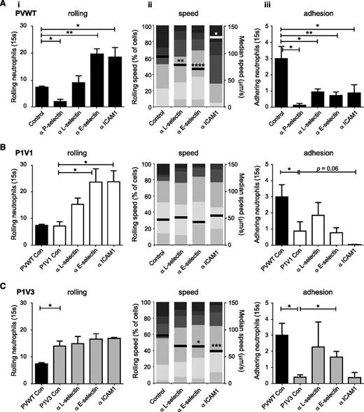 Figure 4. Impaired LPS-induced ICAM1-dependent slow rolling and L- and E-selectin–dependent adhesion of neutrophils in airway postcapillary venules of P1V1 and P1V3 mice. (A) Neutrophil rolling in airway postcapillary venules of PVWT mice depends on P-selectin, slow rolling on ICAM1, and adhesion on these plus L- and E-selectin. Blocking ABs against the indicated molecules were injected into PVWT mice 15 minutes before induction of acute lung inflammation with LPS, and intravital microscopy of airway postcapillary venules was performed and assessed for rolling neutrophils (i), rolling velocity (ii), and firm adhesion (iii) from multiple videos per mouse as in Figure 3. Data are mean ± SEM of 3 to 4 mice/group. Rolling velocity is from ≥140 cells/genotype; statistics Mann-Whitney U test for genotypes with AB treatment. (B,C) LPS-induced ICAM1-dependent slow rolling and L- and E-selectin–dependent adhesion in airway postcapillary venules are impaired in P1V1 and P1V3 mice. Blocking ABs against the indicated molecules were injected into P1V1 (B) or P1V3 (C) mice before the induction of acute lung inflammation with LPS, and intravital microscopy is as in (A). Data are mean ± SEM of 3 to 4 mice/condition. Rolling velocity is from ≥140 cells/genotype; statistics unpaired Student t test for genotypes with AB treatment. Note: supplemental Figure 5 shows the same data arranged by adhesion molecule.