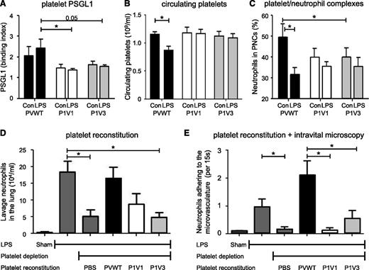 Figure 5. LPS-induced pulmonary neutrophil recruitment can be reconstituted with PVWT but not P1V1 or P1V3 platelets. (A) P1V1 and P1V3 platelets show reduced surface expression of PSGL1. Mice were challenged with LPS or mock-challenged as in Figure 2, and the surface expression of PSGL1 on platelets in peripheral blood was assessed after 4 hours. Data are mean ± SEM of n = 5 to 8 mice/genotype; statistics 2-way ANOVA with Bonferroni multiple comparisons test. (B) P1V1 and P1V3 platelets are not sequestered during LPS-induced acute lung inflammation. Mice were challenged with LPS as in (A) and platelet numbers in peripheral blood assessed 4 hours after challenge. Data are from 2 experiments and are mean ± SEM of n = 4 to 8 mice/genotype; statistics 2-way ANOVA with Bonferroni multiple comparisons test for genotypes. (C) P1V1 and P1V3 mice show reduced PNC formation. Mice were challenged with LPS as in (A) and the percentage of neutrophils that were attached to platelets in peripheral blood assessed 4 hours after challenge. Data are mean ± SEM of n = 6 to 8 mice/genotype; statistics 2-way ANOVA with Bonferroni multiple comparisons test. (D) Reconstitution of LPS-induced pulmonary neutrophil recruitment in platelet-depleted PVWT mice with PVWT but not P1V1 and P1V3 platelets. Isolated platelets were transfused into thrombocytopenic PVWT mice and neutrophil recruitment into LPS-inflamed lungs assessed as in Figure 2A. Data are mean ± SEM of n = 3 to 5 mice; statistics 1-way ANOVA with Bonferroni multiple comparisons. (E) Reconstitution of LPS-induced neutrophil adhesion to the airway postcapillary venule wall with PVWT but not P1V1 and P1V3 platelets. Isolated platelets were transfused into thrombocytopenic PVWT mice, lung inflammation was induced as in (A), and neutrophil adhesion to airway postcapillary venule walls was assessed by intravital microscopy 4 hours after LPS challenge as in Figure 3A. Data are mean ± SEM of n = 3 mice/group from 5 to 10 videos/animal; statistics 1-way ANOVA with Bonferroni multiple comparisons.