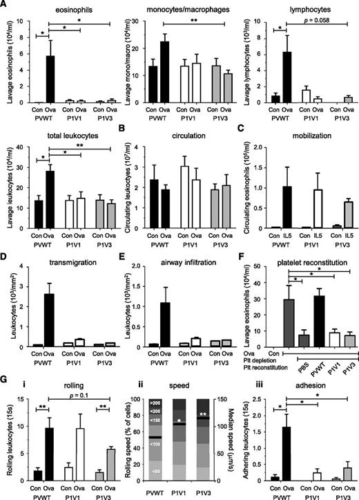 Figure 6. P-Rex and Vav control the pulmonary recruitment of eosinophils, monocytes/macrophages, and lymphocytes during Ova-induced lung allergy in a platelet- and leukocyte-adhesion–dependent manner. (A-B) Absence of pulmonary leukocyte recruitment in P1V1 and P1V3 mice during Ova-induced lung allergy. Mice were sensitized to Ova, challenged with aerosolized Ova to induce allergy, or were mock treated, and pulmonary recruitment of eosinophils, monocytes/macrophages, lymphocytes, or total leukocytes, as indicated, was assessed by lung lavage 24 hours after Ova challenge (A), as were total leukocyte numbers in peripheral blood (B). Data are mean ± SEM of 3 experiments with 4 to 14 mice/group; statistics in (A) unpaired Student t test between sham and Ova treatment, and 1-way ANOVA with Tukey’s multiple comparisons or Kruskal-Wallis with Dunn’s multiple comparisons for genotypes; statistics in (B) are 2-way ANOVA with Bonferroni multiple comparisons. (C) Normal IL-5–dependent eosinophil mobilization. Mice were IV injected with IL-5 to induce eosinophil mobilization from the bone marrow into the blood stream or were sham treated, and eosinophil numbers in the peripheral blood were assessed after 24 hours by enzyme-linked immunosorbent assay. Data are mean ± SEM of 3 mice/group; statistics as in (B). (D-E) Reduced Ova-induced leukocyte transmigration and airway infiltration in lungs of P1V1 and P1V3 mice. Quantitative histologic analysis of leukocyte transmigration into lung tissue (D) and airway infiltration (E) during Ova-dependent lung inflammation, quantitated as in Figure 2B-D. Data are mean ± SEM of 4 to 9 mice/group; statistics 2-way ANOVA with Bonferroni multiple comparisons. (F) Reconstitution of Ova-induced pulmonary eosinophil recruitment in platelet-depleted PVWT mice with PVWT but not P1V1 or P1V3 platelets. Platelets were transfused into thrombocytopenic PVWT mice as in Figure 5 and eosinophil recruitment into the Ova-inflamed lung was assessed as in (A). Data are mean ± SEM of n = 4 to 8 mice/group; statistics 1-way ANOVA with Bonferroni multiple comparisons. (G) Altered eosinophil rolling and impaired adhesion in postcapillary venules of the Ova-inflamed allergic lung. Lung allergy was induced as in (A) and intravital microscopy of the tracheal postcapillary venules was performed and analyzed as in Figure 3 for numbers of rolling eosinophils (i), rolling velocity (ii; both mean velocity and categories), and firm adhesion (iii). Data are mean ± SEM of 2 to 4 sham and 4 to 6 Ova-treated mice/group for numbers of rolling and adhering cells. Rolling velocity is from ≥120 cells; statistics as in (D).