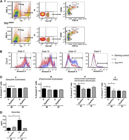 Figure 3. Analysis of erythropoiesis and serum Epo levels of Tfr2BMKO mice. Mice were analyzed 4 months after transplantation with a WT (controls) or a Tfr2−/− (Tfr2BMKO) BM. Mice were fed as in legend to Figure 1 (see text for details). (A) Representative gating strategy for analysis of Ter119 subpopulations in controls and Tfr2BMKO mice. Viable cells (impermeable to PI) from BM were analyzed for Ter119/CD44 expression. Ter119 were gated and further analyzed with respect to FSC and CD44 surface expression for subpopulation composition (gated cluster I-V). (B) The survival of erythroblasts in the BM was examined for annexin V binding to assess apoptosis. Representative histograms of annexin V binding in basophilic (gate cluster II), polychromatic (gate cluster III), orthochromatic erythroblast (gate cluster IV), and RBC (gate cluster V). Staining control is a sample in which PI and annexin V were omitted. (C) Histogram represents percentage of apoptotic cells in basophilic (gate cluster II), polychromatic erythroblasts (gate cluster III), orthochromatic erythroblast (gate cluster IV), and RBC (gate cluster V). (D) Serum Epo levels. Mean values of 3 to 9 animals for genotype and treatment (control IB, Tfr2BMKO IB, control ID, Tfr2BMKO ID) are graphed. Bars indicate standard error. Asterisks refer to a statistically significant difference. *P < .05.