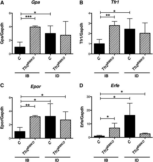 Figure 4. Erythroid genes are expressed in the spleen of Tfr2BMKO mice. The expression of erythroid genes was analyzed in the spleen of mice 4 months after transplantation with a WT (controls) or a Tfr2−/− (Tfr2BMKO) BM. Mice were fed as in legend to Figure 1 (see text for details). In the figure are graphed: (A) splenic mRNA expression of glycophorin A (Gpa), (B) Tfr1, (C) Epor, and (D) splenic mRNA expression of Erfe relative to glyceraldehyde 3-phosphate dehydrogenase (Gapdh). mRNA expression ratio was normalized to an IB control mean value of 1. Mean values of 3 to 8 animals for genotype (controls, Tfr2BMKO) and treatment (IB, ID) are graphed. Error bars indicate standard error. Asterisks refer to a statistically significant difference. *P < .05; **P < .01; ***P < .005.