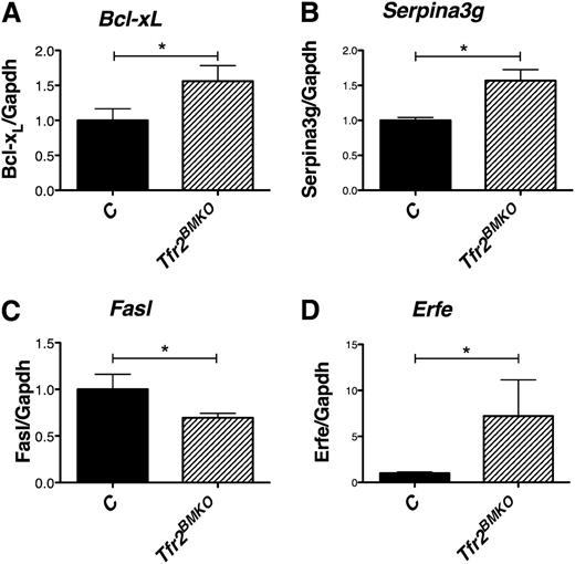 Figure 6. Analysis of Epo target genes in basophilic and polychromatic erythroblasts (R4). (A) mRNA expression of Bcl-xL, (B) Serpina3G, (C) Fasl, and (D) Erfe relative to Gapdh in R4 erythroblasts. mRNA expression ratio was normalized to the control mean value of 1. Mean values of 3 samples for genotype (controls, Tfr2BMKO) are graphed. Error bars indicate standard error. Asterisks refer to a statistically significant difference. *P < .05; ***P < .005.