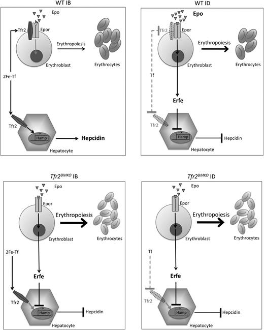 Figure 7. Model of regulation of erythropoiesis and hepcidin by Tfr2. Regulation of erythropoiesis and hepcidin in WT mice in normal iron status (upper left panel) and in ID (upper right panel). Regulation of erythropoiesis and hepcidin in the absence of Tfr2 in normal conditions (lower left panel) and in ID (lower right panel). Arrow thickness indicates activity or binding. Bold character indicates increase concentration. Dotted lines indicate lack of binding. Dotted Tfr2 represents membrane destabilization from a lack of the ligand (2Fe-Tf). Tf, apotransferrin; 2Fe-Tf, diferric transferrin.