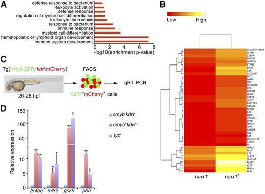 Figure 1. Inflammatory signaling is enriched in hemogenic endothelium. (A) runx1 GFP+ cells from Tg(runx1:en-GFP) transgenic embryos at 26 to 28 hpf were sorted for deep sequencing. The GO analysis of the sequencing data identified that inflammatory signaling was enriched in runx1+ cells. (B) Heat map analysis showed comparison of gene expression between runx1 GFP+ and runx1 GFP− cells at 26 to 28 hpf. Multiple inflammatory signaling genes were found enriched in GFP+ cells. (C) cmyb−kdrl+ and cmyb+kdrl+ cells from Tg(cmyb:GFP/kdrl:mCherry) embryos were sorted at 26 to 28 hpf, and lyz+ cells from Tg(lyz:DsRed) embryos were sorted at 48 hpf. (D) qRT-PCR results showed that a panel of inflammatory signaling genes was enriched in cmyb+kdrl+ hemogenic endothelial cells. Each bar represents the mean ± SEM of 3 independent samples. *P < .05, **P < .01.