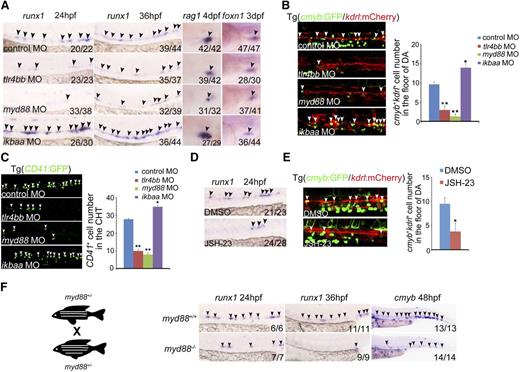 Figure 2. TLR4–MYD88–NF-κB signaling is essential for HSPC emergence. (A) runx1 and rag1 expression was decreased in tlr4bb and myd88 morphants, but increased in ikbaa morphants; thymic epithelial cell marker foxn1 expression was normal in all of these morphants. Black arrowheads mark expression of runx1 in the AGM region at 24 hpf and 36 hpf, rag1 in the thymus at 4 days post fertilization (dpf), and foxn1 in the thymus at 3 dpf. (B) The number of cmyb+kdrl+ cells in Tg(cmyb:GFP/kdrl:mCherry) embryos was decreased in tlr4bb and myd88 morphants and increased in ikbaa morphants. White arrowheads mark cmyb+kdrl+ cells in the AGM region at 36 hpf. Right panel, The quantification. Each bar represents the mean ± SEM of 3 independent samples. Each sample was composed of at least 5 embryos. *P < .05, **P < .01. (C) The hematopoietic cells in Tg(CD41:GFP) embryos were reduced in tlr4bb or myd88 morphants and increased in ikbaa morphants. White arrowheads mark the CD41 GFP+ cells in the CHT region at 48 hpf. Right panel, The quantification of CD41+ cells. Each bar represents the mean ± SEM of 3 independent samples. Each sample was composed of at least 5 embryos. *P < .05, **P < .01. (D) runx1 expression was decreased in JSH-23–treated embryos at 36 hpf. Black arrowheads mark expression of runx1 in the AGM region. (E) The population of cmyb+kdrl+ cells in Tg(cmyb:GFP/kdrl:mCherry) embryos was decreased in JSH-23–treated embryos. White arrowheads mark cmyb+kdrl+ cells in the AGM region at 36 hpf. Right panel, Quantification of cmyb+kdrl+ cells. Data are presented as mean ± SEM of 3 independent samples. Each sample was composed of at least 5 embryos. *P < .05, **P < .01. (F) The cartoon showed the incross between myd88+/− embryos. Right panels, The decreased expression of runx1 and cmyb expression in myd88−/− embryos. Black arrowheads mark expression of runx1 in the AGM region at 24 hpf and 36 hpf, and cmyb expression in the CHT region at 48 hpf.