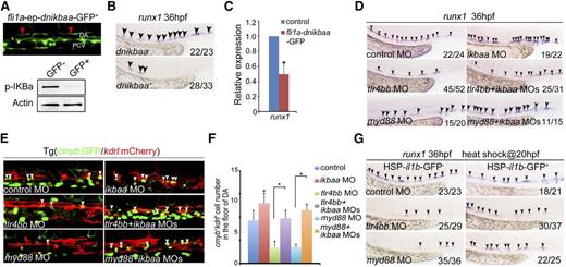 Figure 3. NF-κB derived from endothelial cells mediates the TLR regulation of HSPC emergence. (A) Top panel, Endothelial dnIκBaa-GFP+ signals. Red arrowheads mark GFP signal in the endothelial cells. Bottom panels, The decreased expression of p-IKBa in dnikbaa− and dnikbaa+ embryos. (B-C) Overexpression of dnikbaa in endothelial cells led to decreased expression of runx1. (D) Decreased expression of runx1 at 36 hpf in tlr4bb or myd88 morphants was rescued by coinjection of ikbaa MO. (E) The decreased population of cmyb+kdrl+ cells in Tg(cmyb:GFP/kdrl:mCherry) embryos injected with tlr4bb or myd88 MO, was rescued by coinjection with ikbaa MO. White arrowheads mark cmyb+kdrl+ cells in the AGM region at 36 hpf. (F) Quantification of cmyb+kdrl+ cells. Data are presented as mean ± SEM of 3 independent samples. Each sample was composed of at least 5 embryos. *P < .05, **P < .01. (G) Decreased expression of runx1 at 36 hpf in tlr4bb or myd88 morphants was rescued by the overexpression of il1b from 20 hpf.
