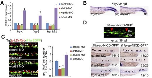Figure 4. Notch signaling functions downstream of inflammatory signaling to regulate HSPC emergence. (A) qRT-PCR results from the dissected trunk region showed that expression of Notch target genes hey1, hey2, and her15.1 was decreased in tlr4bb and myd88 morphants and increased in ikbaa morphants at 28 hpf. Each bar represents the mean ± SEM of 3 independent samples. *P < .05, **P < .01. (B) hey2 expression was decreased in myd88−/− embryos. Black arrowheads mark expression of hey2 in the dorsal aorta at 24 hpf. (C) tp1+fli1a+ cells in Tg(tp1:DsRed/fli1a:EGFP) transgenic embryos were decreased in tlr4bb or myd88 morphants and increased in ikbaa morphants. Left panels, Confocal images of the tp1+fli1a+ cells in the AGM region at 36 hpf, which were labeled by the white arrowheads. Right panel, Quantification of the tp1+fli1a+ cells. Each bar represents the mean ± SEM of 3 independent samples. Each sample was composed of at least 6 embryos. *P < .05, **P < .01. (D) Overexpression of NICD in endothelial cells partially rescued the HSPC defect in tlr4bb or myd88 morphants. Top panel, The NICD-GFP+ signals. Bottom panels, The expression of runx1 at 36 hpf in the embryos coinjected with tlr4bb or myd88 MOs and fli1a-ep-NICD-GFP construct. Red arrowheads mark GFP signal in the endothelial cells. Black arrowheads mark the expression of runx1 in the AGM region at 36 hpf.