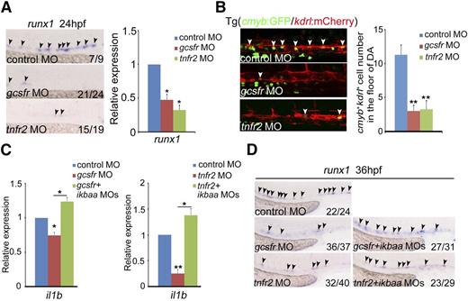 Figure 5. The deficiency of inflammatory receptors leads to HSPC defects. (A) Expression of HSPC marker runx1 was decreased in mcsfr, gcsfr, and tnfr2 morphants at 24 hpf. Black arrowheads labeled expression of runx1 in the AGM region. (B) Fluorescence-labeled hemogenic endothelial cells were decreased in Tg(cmyb:GFP/kdrl:mCherry) embryos injected with gcsfr or tnfr2 MO at 36 hpf. White arrowheads mark cmyb+kdrl+ cells in the AGM region. Each bar represents the mean ± SEM of 3 independent samples. Each sample was composed of at least 5 embryos. **P < .01. (C) qRT-PCR analysis of the NF-κB target gene il1b showed that the decreased expression of il1b in gcsfr and tnfr2 morphants at 36 hpf were rescued by coinjection of ikbaa MO. Each bar represents the mean ± SEM of 3 independent samples. *P < .05, **P < .01. (D) The decreased expression of HSPC marker runx1 in gcsfr and tnfr2 morphants were rescued by coinjection of ikbaa MO. Black arrowheads mark runx1 expression in the AGM region at 36 hpf.