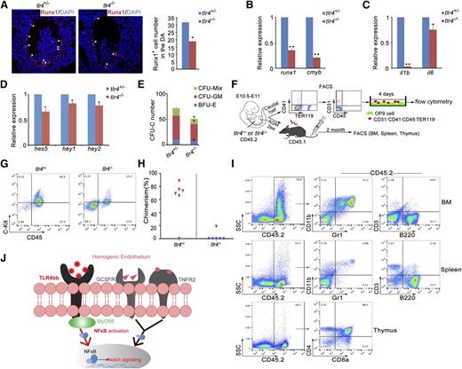 Figure 6. Inflammatory signaling plays an evolutionarily conserved role in mouse definitive hematopoiesis. (A) Immunofluorescence of Runx1 in the E10.5 AGM region of tlr4+/− and tlr4−/− embryos. Right panel, The quantification of Runx1+ cells in AGM region on the sections (tlr4+/−, n = 3; tlr4−/−, n = 3). (B-D) qRT-PCR analysis showed attenuated expression of HSC markers (B), NF-κB signaling target genes (C), and Notch target genes (D), respectively. (E) CFC assay of AGM regions showed the numbers of CFU-Mix, CFU-GM, and BFU-E were decreased in tlr4−/− embryos. One embryo equivalent was used. (F) The scheme of cell sorting and HSC transplantation assay in mouse embryos. (G) Flow cytometry results showed an increased amount of C-Kit+CD45+ cells in tlr4−/− embryos after 4 days of OP9 coculture. (H) Donor-derived chimerism in recipients. Symbols represent the donor chimerism in bone marrow of each recipient at 2 months posttransplantation. (I) The donor-derived multilineage reconstitution was shown by the presence of CD45.2 cells in the myeloid (Gr1+/CD11b+), B lymphoid (B220+), and T lymphoid (CD3+, or CD4+/CD8+) populations of bone marrow, spleen, and thymus in a representative recipient at 2 months posttransplantation. (J) Model of inflammatory signaling during HSPC emergence. The inflammatory signals were required to activate NF-κB–Notch signaling in the hemogenic endothelial cells, and then regulate HSPC development. (B-E) Each bar represents the mean ± SEM of 3 independent samples. *P < .05, **P < .01.