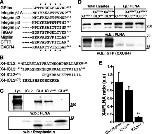 Figure 1. The CXCR4 ICL3 domain bears an FLNA-binding motif. (A) Alignment of distinct FLNA partners, showing the consensus binding sequence; (*) indicates relevant amino acids. (B) Scheme of the CXCR4 peptides designed for pull-down assays and their position in the CXCR4 sequence. (C) Pull-down assay. Biotinylated peptides were incubated with HEK-293 cell lysates (Lys) and pull-down was performed. Immunoblot of total lysates (left) and peptide-bound proteins using anti-FLNA antibody (top right) and streptavidin (bottom right). A representative experiment is shown (n = 5). (D) Total lysates of HEK-293 cells expressing indicated GFP-fused receptors were immunoprecipitated (i.p.) with anti-FLNA antibody. Total lysates (left) and FLNA-bound proteins (right) were detected with anti-FLNA (top) and anti-GFP antibodies (bottom); arrowhead indicates the CXCR4 band. (E) Immunoblots as in (D) were quantified by densitometry, and the CXCR4:FLNA ratio was determined. Values were normalized to those for the CXCR4S324X mutant, which has an unmodified ICL3 domain. Data are mean ± standard error of the mean (SEM; n = 3). **P < .01, 2-tailed Student t test. w.b., western blot.