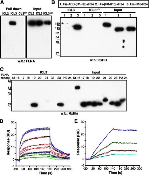 Figure 2. FLNA repeats 19 and 23 bind to the CXCR4 ICL3 domain. (A) Pull-down assay of the indicated CXCR4 peptides with recombinant full-length FLNA protein. (B-C) ICL3 peptide pull-down assay with (B) purified His-tagged FLNA fragments or (C) individual FLNA repeats. Bound fragments or repeats were detected by immunoblot with peroxidase-labeled anti-His antibody. (D) Representative sensorgrams for FLNA repeat 19 binding kinetics to immobilized ICL3 peptide, monitored as relative units (RU). The concentrations of FLNA repeat 19 tested were 4 (violet), 2 (brown), 1 (red), 0.5 (blue), and 0.25 μM (green). Binding of FLNA repeat to the reference sensorchip (immobilized ICL3ΔCt) was subtracted for each experimental condition. Two sensorgrams are shown for each repeat 19 concentration. Langmuir fitting is shown in black. (E) Sensorgram for FLNA(16-23) binding kinetics to immobilized ICL3 peptide as in (D). The FLNA (16-23) concentrations tested were 155 (blue), 77.5 (green), 38.7 (brown), and 19.3 nM (cyan). The black line represents the fitting to the 1:1 model. H2-24, hinge region 2 + repeat 24; R1-R8, repeats 1-8.