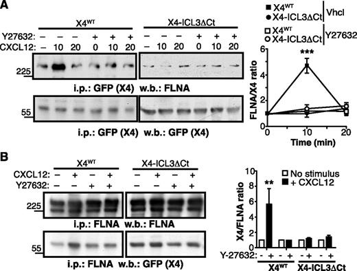 Figure 3. CXCL12 enhances CXCR4-FLNA interaction in a ROCK- and ICL3-dependent manner. (A) X4WT- or X4-ICL3ΔCt–expressing HEK-293 cells were pretreated with the ROCK inhibitor Y27632 or vehicle (Vhcl; dimethylsulfoxide), then left untreated or stimulated for 10 or 20 minutes with CXCL12. Cell lysates were immunoprecipitated with anti-GFP (CXCR4 tag) antibody and immunoblotted with anti-FLNA (top) and anti-GFP (bottom) antibodies. The relative ratio is shown for CXCR4:FLNA (FLNA), calculated by densitometric analysis (right); values were normalized to the ratio in unstimulated cells. (B) HEK-293 cell were pretreated as in (B) and stimulated with CXCL12 for 5 minutes or unstimulated. Cell lysates were immunoprecipitated with anti-FLNA, and resolved proteins were blotted with anti-FLNA and anti-GFP antibodies. The relative CXCR4:FLNA ratio was calculated as above. (A-B) Data are mean ± SEM (n = 3). **P < .01; ***P < .001; 2-tailed Student t test.