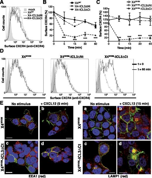 Figure 4. ICL3-FLNA interaction regulates CXCL12-induced internalization of WHIM-like CXCR4 receptors. (A) FACS analysis of cell surface expression of X4WT, X4-ICL3ΔNt, and X4-ICL3ΔCt in unstimulated HEK-293 cells; a representative experiment is shown (n = 4). (B) Kinetics of X4WT, X4-ICL3ΔNt, and X4-ICL3ΔCt internalization in HEK-293 cells after CXCL12 stimulation. Cell surface expression was determined with an anti-CXCR4 antibody in the GFP+ cell population and calculated as indicated (see “Methods”). (C) HEK-293 cells were transfected with X4WHIM, X4WHIM-ICL3ΔNt, and X4WHIM-ICL3ΔCt, and CXCL12-induced internalization kinetics were analyzed as above. (D) Representative histograms of cell surface levels of X4WHIM, X4WHIM-ICL3ΔNt, and X4WHIM-ICL3ΔCt before and after 60 minutes of CXCL12 stimulation. (B-C) n = 4. ***P < .001, 2-way analysis of variance (ANOVA) with Bonferroni posttest. (E) HEK-293T cells were transiently transfected with GFP-tagged X4WHIM and X4WHIM-ICL3ΔCt (green), and colocalization with the EEA1 (red) was analyzed by immunofluorescence (a,c) before and (b,d) after 5 minutes of CXCL12 stimulation. (F) Colocalization of the aforementioned receptors (green) with LAMP1 (red) in (a,c) resting and (b,d) CXCL12 cells stimulated for 15 minutes. (E-F) Cells shown are representative of at least 10 fields; bar = 10 μm.