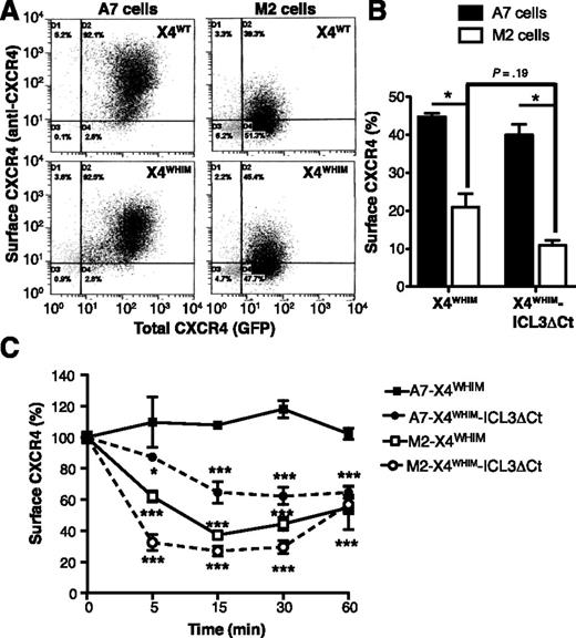 Figure 5. FLNA deficiency enhances tonic and CXCL12-induced internalization of WHIM-like CXCR4 receptors. (A) Dot plots of unstimulated A7 and M2 cells stably expressing GFP-tagged X4WT and X4WHIM stained with anti-CXCR4 antibody. (B) Basal cell surface levels of X4WHIM and X4WHIM-ICL3ΔCt in A7 (solid bars) and M2 cells (open bars) determined by anti-CXCR4 staining. The ratio is shown (×100) between the percentage of anti-CXCR4–stained and GFP+ cells for each construct (n = 3). *P < .05, 2-tailed Student t test. (C) Kinetics of CXCL12-induced X4WHIM and X4WHIM-ICL3ΔCt receptor internalization in A7 (solid symbols) and M2 cells (open symbols). In all cases, data are mean ± SEM of a representative experiment (n = 3). *P < .05; ***P < .001, 2-way ANOVA with Bonferroni posttest.