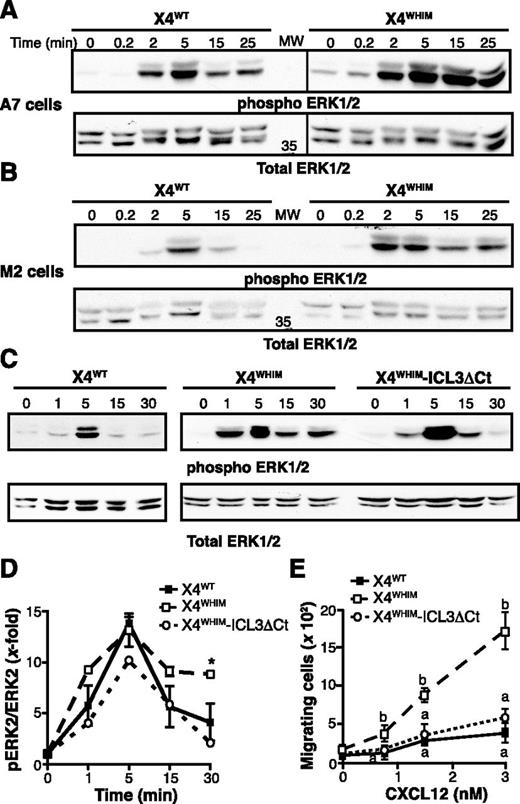 Figure 6. ICL3-FLNA interaction regulates CXCR4-induced ERK1/2 activation. (A-B) X4WT- and X4WHIM-expressing (A) A7 and (B) M2 cells were stimulated with CXCL12 for the times indicated. Phosphorylated (top) and total (bottom) ERK1/2 levels were determined by immunoblot with specific antibodies (n = 3). (C) Phosphorylated (top) and total (bottom) ERK1/2 levels after CXCL12 stimulation were determined as above in HEK-293 cells transfected with X4WHIM and X4WHIM-ICL3ΔCt. A representative experiment is shown (n = 3). (D) Kinetics of CXCL12-induced ERK1/2 activation in HEK-293 cells as in (B), determined by densitometric analysis. Values were normalized by using the phosphoERK:ERK ratio in unstimulated cells for each receptor. Data shown as mean ± SEM; *P < .05, 2-way ANOVA with Bonferroni posttest. (E) HEK-293 chemotaxis was assayed in transwell devices by using the indicated doses of CXCL12 as a chemoattractant. Data are mean ± SEM in a representative experiment. Curves with distinct letters differ significantly from one another (n = 3; Student-Newman-Keuls test, P < .05).