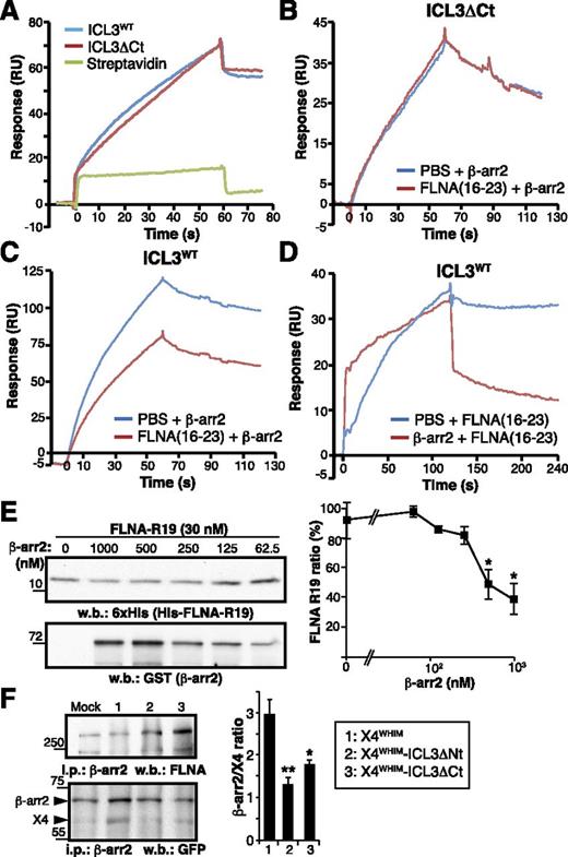Figure 7. FLNA-ICL3 interaction enhances β-arr2 association with WHIM receptor in cells. (A) BiaCore sensorgrams for β-arr2 binding to immobilized ICL3, ICL3ΔCt peptides, and streptavidin (reference), monitored as RU. The β-arr2 concentration was 20 nM in all cases. (B-C) SPR analysis of FLNA interference with β-arr2 binding to ICL3. The FLNA(16-23) fragment (400 nM) and β-arr2 (20 nM) were injected sequentially onto flow cells with immobilized (B) ICL3ΔCt or (C) ICL3WT peptides. Curves depict β-arr2 binding (in RU) to each peptide after subtraction of the RU signal for FLNA(16-23) fragment binding. (D) Analysis of simultaneous β-arr2 and FLNA binding to ICL3. β-arr2 (200 nM; red curve) or buffer (blue curve) were injected onto ICL3WT, followed by injection of the FLNA(16-23) fragment (250 nM). The sensorgrams show the association and dissociation phases of the FLNA(16-23) fragment in each condition, after subtraction of β-arr2 and buffer RU values. (E) Analysis of FLNA interference with β-arr2 binding to ICL3 by pull-down assay with purified His-tagged FLNA repeat 19 fragment and glutathione S-transferase (GST) –β-arr2 at indicated concentrations. Representative immunoblots are shown with anti-6xHis and anti-GST antibodies and densitometric quantification. (F) Analysis of FLNA and β-arr2 binding to X4WHIM receptor variants in living cells. GFP-tagged X4WHIM, X4WHIM-ΔNt, and X4WHIM-ΔCt receptors were transfected in HEK-293 cells stably expressing GFP-β-arr2. Equal amounts of cell lysates were immunoprecipitated with anti-β-arr2 antibody, and the precipitated proteins were analyzed with anti-FLNA and anti-GFP antibodies. Bands corresponding to β-arr2 and CXCR4 were quantified by densitometry (right), and the ratio was calculated by using the values for mock cells as reference. (E-F) Data are mean ± SEM (n = 3). **P < .02; *P < .05, 1-tailed Student t test compared with X4WHIM cells.