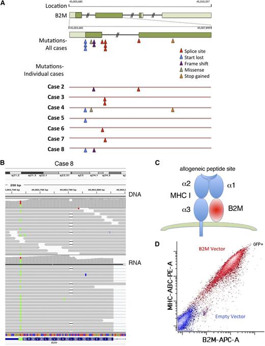 Figure 4. B2M-inactivating mutations result in lack of MHC-I expression. (A) Diagram showing the localization and type of mutations in B2M in 7 sequenced primary cases of cHL containing these mutations. (B) Sequence analysis of DNA (top) and RNA (bottom) of the B2M gene in case 8 shows a point mutation in the start site of one allele and an out-of-frame deletion in another allele. Sequences were visualized using Integrated Genome Viewer. (C) Schematic representation of B2M together with MHC-I on the cell surface. (D) The L428 cell line was nucleofected with a plasmid encoding the wild-type B2M and a green fluorescent protein (GFP)-expressing plasmid, and flow cytometry was performed to evaluate MHC-I and B2M expression gating in the GFP+ (red) and GFP− (blue) populations.