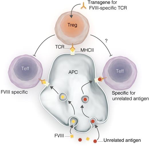 Interactions between engineered Tregs and effector T cells (Teffs). A gene construct encoding for a T-cell receptor (TCR) specific for FVIII peptide is transduced into polyclonal Tregs, producing Tregs expressing that TCR. Tregs interact with antigen-presenting cells (APCs) via human major histocompatibility complex II (MHCII), as do Teffs. Tregs exert suppressive effects on Teffs, preventing immune responses to antigen and promoting tolerance. Kim et al demonstrate in vitro that such engineered Tregs can suppress the typically polyclonal responses to whole FVIII, despite expressing TCRs specific for a single small FVIII peptide. Could this result in the off-target suppression of T-cell responses to non-FVIII antigens, such as antigens from pathogens or vaccines?