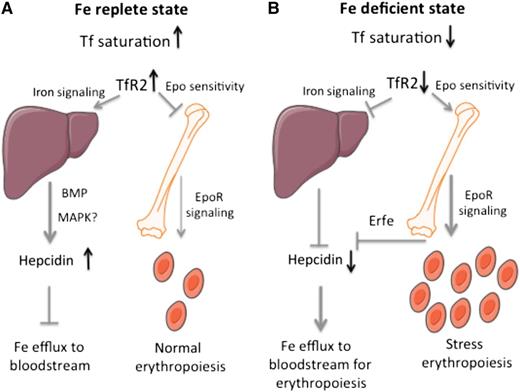 A model for the function of hepatic and erythroid TfR2 in the control of systemic iron metabolism and erythropoiesis. (A) In an iron-replete state, stabilized TfR2 induces iron signaling to hepcidin in the liver and impairs Epo sensitivity in erythroid cells. (B) In an iron-deficient state, TfR2 destabilization prevents iron signaling to hepcidin in the liver and allows enhanced Epo sensitivity in erythroid cells.