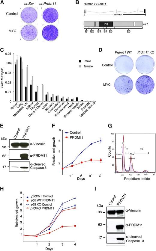 Figure 1. Characterization of the tumor suppressive potential of PRDM11. (A) Representative screening result showing focus formation assay of MEFs transduced with either scramble control shRNA or a pool of 4 shRNA constructs targeting Prdm11 and subsequently transduced with either control (LZRS-GPF-IRES-HA) or MYC (LZRS-GPF-IRES-HA-MYC). (B) Schematic structure of PRDM11 from human (NM_001256696) and the corresponding PRDM11 protein (NP_001243625.1). Protein coding exons are shown as vertical black lines and are indicated on the protein structures as E1 through E6. The positions of a zinc knuckle (dark gray), the PR domain (black), and a nuclear localization signal (white) are indicated. (C) Relative levels of Prdm11 expression measured by qRT-PCR in a panel of tissues from male and female C57BL/6 mice. Levels of Prdm11 were normalized to Gapdh. Error bars represent standard deviation (SD) of technical triplicates. (D) Colony formation assay of Prdm11 WT or Prdm11 KO MEFs transduced with either control (pBabe) or MYC (LZRS-GPF-IRES-HA-MYC). One representative experiment of 3 is shown. (E-F) MEFs were transduced with control (pBabe-GFP) or PRDM11 (pBabe-HA-PRDM11) and used for (E) immunoblotting (IB) of cleaved caspase 3. Middle panel confirms PRDM11 overexpression, and vinculin served as control for equal loading (n = 2). (F) Growth curves measured in quadruplicates by crystal violet staining; error bars denote SD; 1 representative experiment of 6 is shown. (G) Propidium iodide profiles of MEFs (n = 4) transduced with PRDM11 (red) or control vector (blue). (H-I) p53 KO MEFs and p53 WT MEFs were transduced with control (pBabe-GFP) or PRDM11 (pBabe-HA-PRDM11) and used for. (H) Growth curves measured in quadruplicates by using crystal violet staining. Error bars denote SDs; 1 representative experiment of 2 is shown. (I) IB analysis of p53 KO MEFs. One representative experiment of 2 is shown. LN, lymph node.