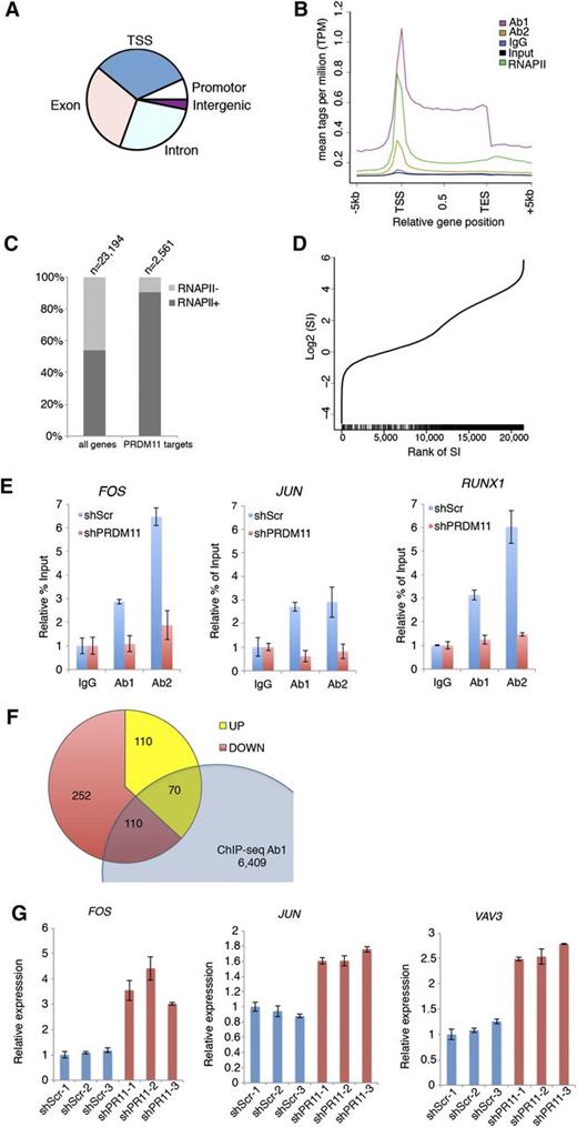 Figure 4. Identification of PRDM11 target genes. (A) Pie plot of the overall distribution of PRDM11 binding sites in U2932 cells into TSS, promoter, exon, intron, and intergenic regions. (B) Mean distribution of tags across gene bodies for both PRDM11 antibodies, IgG, input, and total RNA polymerase II (RNAPII). (C) Histogram showing the distribution according to RNA polymerase II status of all genes and PRDM11 target genes (P < .01, Fisher’s exact test). (D) Graph illustrating the rank of genes according to RNA polymerase II stalling index (SI) (x-axis) plotted against the log2 SI (y-axis). Vertical black bars on the x-axis mark the positions of PRDM11 targets, which correlate with stalled genes (P = 5.1E-62, Wilcoxon rank sum test). (E) Examples of ChIP-qRT-PCR results in control (shScr) or PRDM11-depleted (shPRDM11) U2932 cells. Percent of enrichment was calculated and normalized to the IgG control of each cell line. Mean ± SD of technical triplicates is shown. (F) Venn diagram showing the overlap between PRDM11 target genes bound by Ab1 and annotated genes upregulated or downregulated by PRDM11 shRNA in U2932 cells (log2FC0.5, false discovery rate ≤0.05). (G) qRT-PCR validation of selected genes from the overlap between ChIP-seq and RNA-seq analysis of PRDM11-depleted U2932 cells (red) vs control cells (blue). Each messenger RNA was normalized to the average of the housekeeping genes β-actin, Ubiquitin, 36B4, and GAPDH and is shown relative to shScramble-1. Mean ± SD of technical triplicates is shown. FOS, P = .015; JUN, P = .003; and VAV3, P = .0005 (unpaired, two-tailed Student t test).