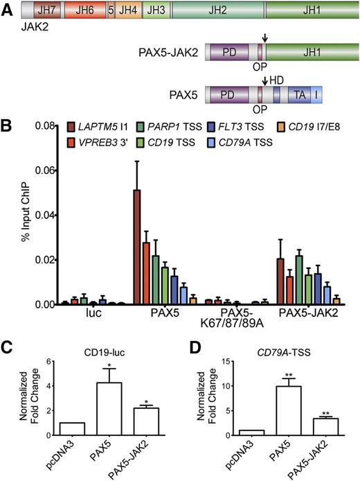 Figure 1. PAX5-JAK2 is able to bind and regulate PAX5 target genes. (A) Schematic representation of the PAX5-JAK2 fusion protein, PAX5, and JAK2. PD, paired DNA-binding domain; OP, octapeptide; HD, partial homeodomain; TA, transactivation domain; I, inhibitory domain; JH1, kinase domain; JH2, pseudokinase domain; JH3-4, SH2-like domain; JH6-7, FERM domain; arrows indicate nuclear localization signals. (B) Chromatin immunoprecipitation followed by quantitative real-time PCR analysis of NALM-6 cells carrying a luciferase vector (luc) or expressing V5-tagged PAX5, a DNA-binding deficient mutant thereof (V5-PAX5-K67/87/89A), or V5-PAX5-JAK2. The amount of DNA precipitated with V5 antibody was determined by quantitative PCR using PAX5 target loci-specific primers and normalized to input DNA. The results of 1 of 3 representative experiments are shown. 3′, 3-prime region; TSS, transcription start site; I, intron; E, exon. (C-D) Reporter gene assays in HEK293 cells transfected with (C) luc-CD19 or (D) pGL4-CD79A-TSS luciferase reporter and indicated V5-tagged expression vectors. Firefly was normalized to Renilla luciferase activity and to the empty luciferase vector and the expression vector control. The bars represent the means ± SD of ≥3 independent experiments each performed in triplicate. Significance levels were determined using an unpaired 2-tailed Student t test comparing the mean fold activation values of 3 independent experiments with the hypothetical value of 1 (*P < .05, **P < .01, ***P < .001).