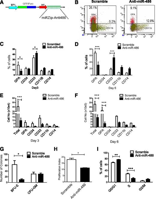 Figure 3. miR-486-5p inhibition blocks erythroid differentiation and reduces growth of CB CD34+ cells. (A) The lentivirus vector miRZip-anti-miR-486-5p is shown. (B-F) CD34+ cells transduced with anti-miR-486-5p and control vector (n = 3) were selected by flow cytometry and cultured in GEMM medium for 6 days and the percentage of GPA, CD34, CD11b, CD33, and CD14 cells were analyzed by flow cytometry. Representative results of flow cytometry analysis of GPA and CD11b expression are shown in (B). The percentage of cells expressing these markers at day 3 (C) and day 6 (D) and the total cell number of expressing these markers at day 3 (E) and day 6 (F) are shown. (G) The number of CFU-GM and burst-forming unit-erythroid colonies generated from selected CD34+GFP+ cells after culture in methylcellulose progenitor assays. (H) CD34+GFP+ cells were labeled with Dye670 and cultured in HGF of SFEM medium for 3 days. Cell division was evaluated on the basis of reduction of Dye670 fluorescence intensity. A proliferation index was calculated using ModFit software. (I) CD34+GFP+ cells were cultured for SFEM medium with HGF combination or 48 hours and treated with Hoechst 33342 (2 µg/mL) for 1 hour. DNA content was analyzed by flow cytometry and cell-cycle distribution calculated using ModFit software. Cumulative results represent the mean ± SEM. *P < .05, **P < .01, ***P < .001.