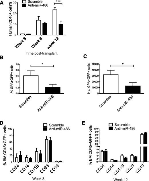 Figure 4. Effect of miR-486-5p inhibition on growth of CD34+ cells in vivo in NSG mice. (A-E) A total of 2 × 105 CB CD34+ cells were transduced with miRZip-scramble and miRZip-anti-486-5p and transplanted into sublethally irradiated NSG mice by tail vein injection. (A) The percentage of human CD45+ cells in peripheral blood. (B) The percentage of GPA+GFP+ cells in BM at 3 weeks posttransplantation. (C) The total numbers GPA+GFP+ cells in BM at 3 weeks posttransplantation. (D) The percentage of CD34-, CD11b-, CD14-, CD33-, and CD19-expressing cells within the CD45+GFP+ population in BM at 3 weeks posttransplantation. (E) The percentage of CD34-, CD11b-, CD14-, CD33-, and CD19-expressing cells within the CD45+GFP+ population in BM at 12 weeks posttransplantation. Cumulative results represent the mean ± SEM. *P < .05, ***P < .001.