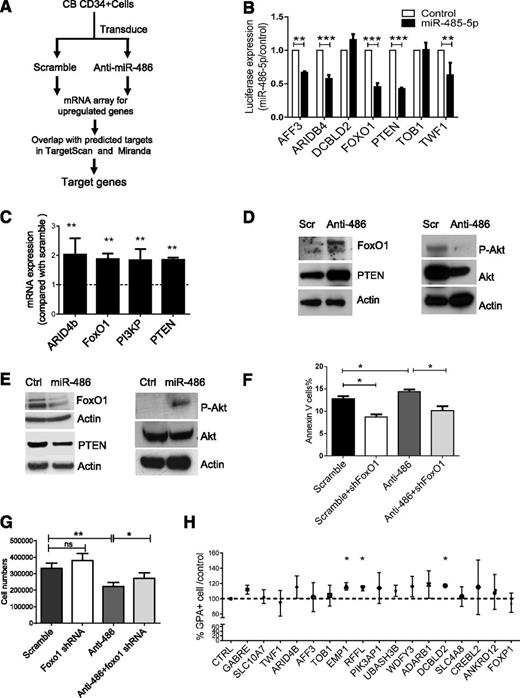 Figure 5. Identification of miR-486-5p target genes in CB CD34+ cells. (A) Strategy for identification of miR-486-5p targets in CBCD34+ cells. (B) Effect of miR-486-5p expression on luciferase activity in 293T cells transfected with reporter plasmids containing miR-486-5p binding sequences in 3′ UTRs of potential target genes. The data show inhibition of luciferase activity in cells expressing miR-486-5p compared with control vectors. (C) Gene expression in anti-miR-486-5p compared with scramble sequence–expressing cells determined by qPCR. (D) CB CD34+ cells were transduced with miRZip-anti-486-5p and scramble vector and cultured in GEMM medium for 3 days. FoxO1, PTEN, p-AKT, and AKT expression was detected by western blotting. (E) TF1 cells were transduced with pHIV7-EF1-miR-486or control vector. FoxO1, PTEN, p-AKT, and AKT expression was detected by western blotting. (F-G) CB CD34+ cells were cotransduced with miRZip-scramble-GFP or miRZip-anti-486-5p vectors (expressing GFP) and pLKO.1-FoxO1 shRNA and pLKO.1-scramble control vectors (expressing RFP). The CD34+RFP+GFP+ cells were sorted and cultured in GEMM medium for 3 days. The number of annexin V+ cells (F) and total cell numbers (G) were determined (n = 3). (H) CD34+ cells were transfected with siRNAs to potential miR-486-5p target genes, cultured in GEMM medium for 3 days and GPA+ cells detected by FACS. The percentage of GPA+ cells compared with control siRNA were determined (n = 3). Cumulative results represent the mean ± SEM. *P < .05, **P < .01, ***P < .001.