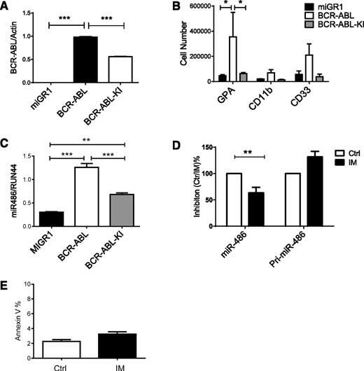 Figure 6. Effect of BCR-ABL on miR-486-5p expression. (A) CB CD34+ cells were transduced with MIG-R1, MIG-R1-BCR-ABL, and MIG-R1-BCR-ABL-KI retrovirus, and CD34+GFP+ cells were sorted and analyzed for BCR-ABL expression by qPCR. (B) CB CD34+ cells transduced with MIG-R1, MIG-R1-BCR-ABL, and MIG-R1-BCR-ABL-KI retrovirus were cultured in GEMM medium for 3 days, and the total number of GPA, CD11b, CD33 cells was determined by FACS analysis (n = 3). (C) The expression of miR-486-5p in CB CD34+ cells transduced with MIG-R1, MIG-R1-BCR-ABL, and MIG-R1-BCR-ABL-KI retrovirus was examined by qPCR. (D) CML CD34+ cells were treated with IM at a concentration of 1 µM for 24 hours, and miR-486-5p and pri-miR-486 expression was examined by qPCR. (E) CML CD34+ cells were treated with IM at a concentration of 1 µM for 24 hours, and annexin V+ cells were detected. Cumulative results represent the mean ± SEM. *P < .05, **P < .01, ***P < .001. Ctrl, control.