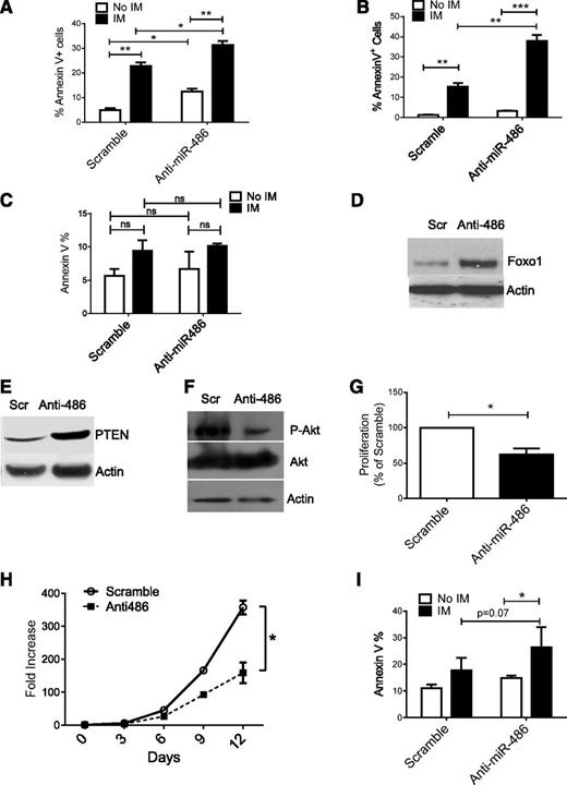 Figure 7. miR-486-5p modulates survival and imatinib sensitivity of BCR-ABL–transformed cells. (A) Apoptosis of BCR-ABL–expressing TF-1 cells transduced with miRZip-anti486-5p or scramble control vectors and treated with IM (2.5 μM) for 48 hours. (B) Apoptosis of CB CD34+ cells transduced with BCR-ABL and then miRZip-anti486-5p or scramble control vectors and treated with IM (2.5 µM) for 48 hours. (C) Apoptosis of CB CD34+ cells transduced with MIG-R1 control vector followed by miRZip-anti486 or scramble control vectors and treated with IM (2.5 µM) for 48 hours. (D-F) CML CD34+ cells were transduced with miRZip-anti-486-5p and scramble vector and selected with puromycin in HGF medium for 3 days. FoxO1(D), PTEN (E), and p-AKT (F) expression was detected by western blotting. (G) CML CD34+ cells were transduced with scramble control and miRZip-Ef1-anti-486-5p vector, respectively. The transduced cells were stained with Dye670 and cultured in HGF for 3 days. The proliferation index was determined. Inhibition of proliferation as compared with scramble sequences is shown (n = 3). (H) The fold increase of cell number of scramble and miRZip-EF1-anti486-5p–transduced CML CD34+ cells in the SFEM with HGF. (I) Apoptosis of CML CD34+ cells transduced with miRZip-anti486 or scramble control vectors and treated with IM (2.5 µM) for 48 hours. Cumulative results represent the mean ± SEM. *P < .05, **P < .01, ***P < .001.