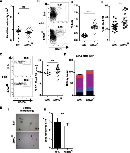 Figure 2. Hematopoietic progenitor cells in SrfKOH fetal liver. (A) Cellularity of SrfKOH and Srf+ fetal liver. (B) Fetal liver LSK cells (see also supplemental Figure 1B). Panels Bi-ii, elevated numbers of LSK cells in SrfKOH fetal liver. Panel Biii, BrdU labeling indicates that SrfKOH LSK cells are more proliferative than those from Srf+ embryos. (C) Similar proportions of CD150hi cells in SrfKOH fetal liver. (D) SrfKOH and Srf+ fetal liver cells generate similar numbers of colonies in colony-formation assays. Data are from 6 Srf+ and 4 SrfKOH embryos; each assay was performed in triplicate. See supplemental Figure 1C. (E) Although SrfKOH and Srf+ colony morphologies are different (i), the total cell numbers are similar (ii).