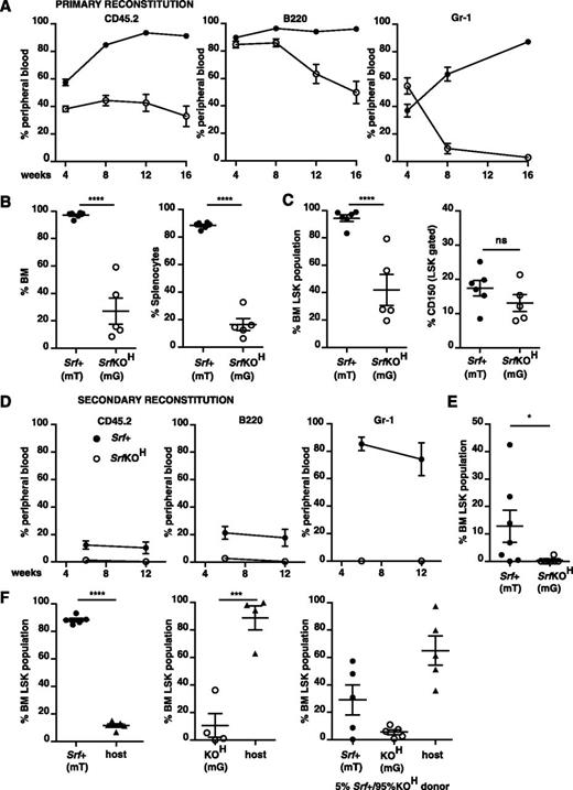 Figure 3. SrfKOH fetal liver cells fail to engraft durably. 106 total CD45.2+ Srf+ or SrfKOH fetal liver cells were used to reconstitute wild-type CD45.1+ animals after high-dose (2 × 6 Gy) irradiation as indicated. Donor Srf+ and SrfKOH cells were distinguished by CD45.2 marker or use of the mT/mG system (mT, Srf+; mG, SrfKOH; see supplemental Figure 3). Solid symbols, Srf+; open symbols, SrfKOH. For raw data and results after low-dose irradiation (2 × 4.5 Gy), see supplemental Figure 4. (A) Peripheral blood analysis. Left, total donor and host cells were distinguished using CD45.2 (donor) and CD45.1 (host); middle and right, donor cells were analyzed for contribution of Srf+ (mT) or SrfKOH (mG) cells to B220 (B cell) or Gr-1 (granulocyte) lineages by gating on mT or mG as appropriate. Mean values are shown (n = 4-6 per condition). (B) Srf+ (mT) and SrfKOH (mG) cells in reconstituted bone marrow (left) and spleen (right) at 18 weeks. (C) Srf+ (mT) and SrfKOH (mG) LSK cells in reconstituted bone marrow at 18 weeks. Left, LSK-gated bone marrow; right, proportion of CD150+ cells. (D) Secondary transplants of bone marrow cells from animals reconstituted for 18 weeks with Srf+ or SrfKOH fetal liver cells. Reconstitutions were performed using 2 × 105 Srf+ (mT) or SrfKOH (mG) bone marrow cells; irradiation was at 2 × 6 Gy. Analysis was done as in (A). See also supplemental Figure 4C. (E) Proportion of LSK cells in bone marrow 16 weeks after the secondary transplant in (C). (F) SrfKOH cells compete ineffectively with Srf+ cells for bone marrow engraftment. Donor Srf+ and SrfKOH cells were engrafted either alone (left and center panels) or in 1:19 Srf+:SrfKOH ratio (right panel) after 2 × 6 Gy irradiation, and the proportions of LSK-gated Srf+ (mT), SrfKOH (mG), and host cells were measured 12 weeks later.