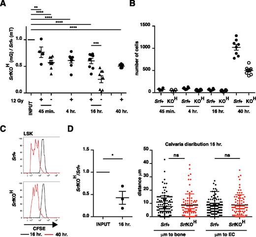 Figure 4. Homing to bone is defective in SrfKOH cells. (A) Srf+ and SrfKOH fetal liver LSK cells were mixed 1:1 and 105 cells injected into the tail vein of C57Bl6 mice, with prior irradiation where indicated. The ratio of SrfKOH to Srf+ cells present in the hind-limb long bones was evaluated at the indicated times. (B) Absolute numbers of cells homed to the long bones at different times after injection in the experiment shown in (A). (C) Proliferation of CFSE-labeled cells homed to long bones at different times after injection. (D) Homing to calvaria. Animals were injected with fetal liver LSK cells from Srf+ and SrfKOH animals, labeled with CFSE and SNARF, respectively, to increase detection sensitivity, mixed 1:1. Left, relative proportions of Srf+ and SrfKOH cells in calvaria 16 hours after injection. Right, distance of each homed LSK cell from the nearest bone or endothelial cell. Error bars = standard error of the mean.