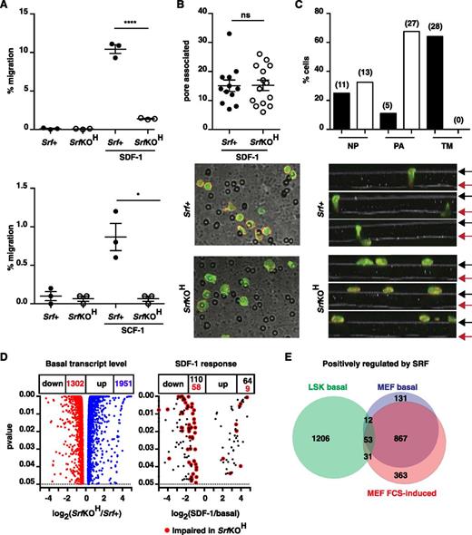 Figure 6. Srf and the Mrtfs are required for the chemotactic response to SDF-1. (A) Srf+ (mT) and SrfKOH (mG) fetal liver LSK cells were mixed 1:1, plated onto fibronectin-coated 5-µM pore transwells, and allowed to migrate across the membrane toward SDF-1 or SCF for 4 hours. See supplemental Figure 7B. (B) Srf+ or SrfKOH fetal liver LSK cells prelabeled with CFSE were plated onto the upper chamber of a fibronectin-coated 5-µM pore transwell and allowed to migrate toward SDF-1 for 45 minutes. After fixation, cells were stained with Texas Red phalloidin and imaged by confocal microscopy, and the cells associated with pores in 12 to 13 fields were counted. (C) Srf+ or SrfKOH fetal liver LSK cells were plated and processed as in (B), and Z-stacks acquired. Top panels, proportions of cells at different locations. Black and red arrows, upper and lower membrane surfaces. Bottom, cell numbers: NP, not associated with pores; PA, pore-entrance–associated; TM, transiting pore. (D) RNA-seq analysis of fetal liver LSK cells. Volcano plots of fold-change in RNA expression upon Srf inactivation vs statistical significance (left) and of SDF-1 induced transcripts in Srf+ cells. (E) Comparison of positively-regulated Srf-dependent gene sets in LSK and MEFs at significance P < .05. When a fold-change threshold of 2 is set for Srf dependence, 245 genes are positively regulated in LSKs, 657 in MEFs, and only 12 in both cell types. 1951 genes were negatively regulated by Srf in LSKs, of which 155 were shared with MEFs.