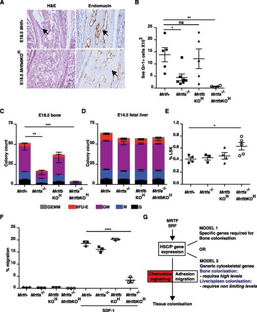 Figure 7. Inactivation of both Mrtfs phenocopies SRF deletion. (A) E18.5 femurs stained with H&E (left) or endomucin (right). (B) Gr-1+ cellularity in mutant Mrtf mutant E18.5 long bones. Data are from 6 embryos of each genotype (P < .0001; unpaired Studen t test). (C) Colony-formation assays by cells from Mrtf-mutant MrtfabKOH E18.5 long bones. Data are from 3 embryos of each genotype, and each assay was performed in triplicate. (D) Proportion of LSK cells in Mrtf E14.5–mutant fetal livers. (E) Colony-formation assays with cells from Mrtf-mutant E14.5 fetal livers. Data are from 3 embryos of each genotype, and each assay was performed in triplicate. (F) Mrtf+, Mrtfa−/−, MrtfbKOH, or MrtfabKOH fetal liver LSK cells were mixed and plated onto fibronectin-coated 5-µM pore transwells and allowed to migrate across the membrane toward SDF-1 for 4 hours. (G) Roles of MRTF-SRF and chemokine signaling in tissue colonization by HSC/P. See “Discussion” for details.