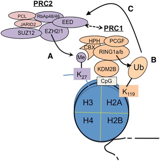 Figure 1. Cooperation of PRC2 and PRC1 in epigenetic silencing of genes. PRC2 catalyzes trimethylation of histone H3 at lysine 27 (H3K27me3) (A), which is recognized and bound by CBX proteins such as CBX7, a PRC1 subunit, to subsequently recruit PRC1 for induction of monoubiquitination of histone H2A at lysine 119 (H2AK119ub1)7,8 (B).Conversely, recent studies show that a variant form of PRC1 can act upstream of PRC2 to initiate formation of the polycomb domain; in this case, H2AK119ub1 serves as a PRC2 recruitment mechanism (C).12-14 In addition, EED is also shown to interact to PRC1 physically.15 CpG, cytosine guanine dinucleotide; Me, trimethylation; Ub, ubiquitination.